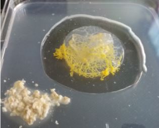 Blob développant des pseudopodes pour tenter de gagner sa nourriture sur une île de gélose