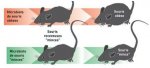 Expérimentations animales en cours sur les souris pour essayer de traiter l'obésité