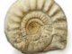 ECOLE de la Mer - Descriptif pédagogique exposition "Fossiles"