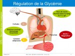 Schéma de base de la régulation de la glycémie