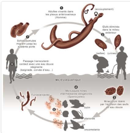  Cycle évolutif des schistosomes