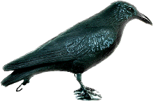 corbeau