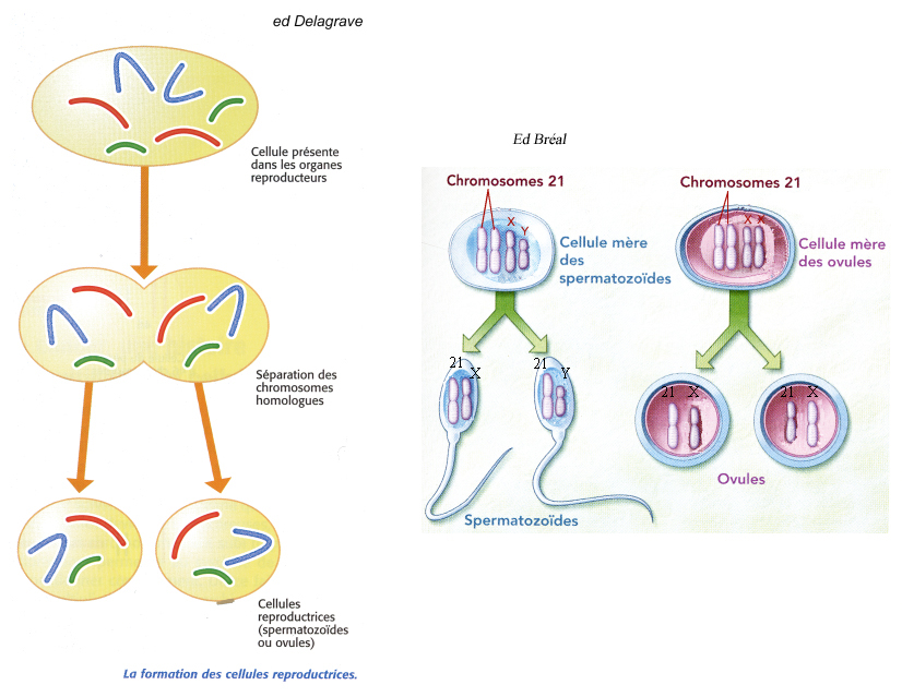 cellules reproductrices cellules reproductrices