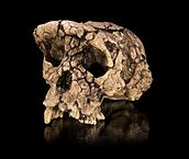Moulage du crâne de Sahelanthropus tchadensis (Toumaï, âge 7 Ma) découvert en 2001 par l'équipe de Michel Brunet