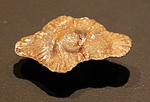 Spécimen de gabonionta fossilisé découvert en 2008 par l'équipe d'Abderrazzack El Albani