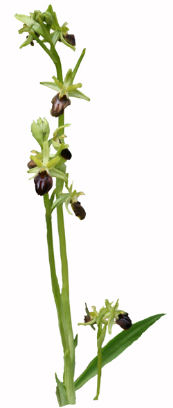 L'ophrys araignée randonnée biodiversité