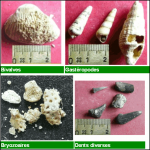 Quelques exemples de fossiles faluns d'Amberre