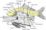 dissection d'un poisson