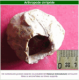 Balane : fossiles faluns d'Amberre