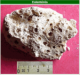 Coelentérés: fossiles faluns d'Amberre