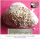 lamellibranche2 Cardium: fossiles faluns d'Amberre