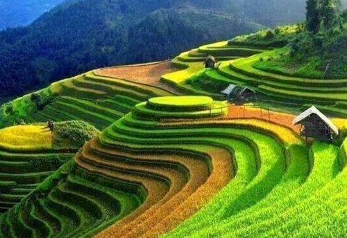 rizieres-en-terrasse-sapa