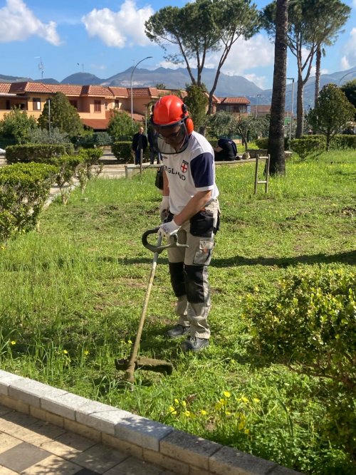 brushcutter brushcutter