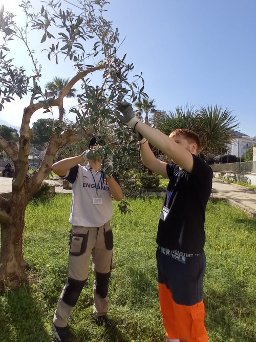 olive_picking olive_picking