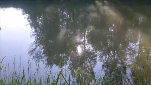Photographie extraite d'une vidéo, eau et reflets d'arbres, Cyrian, Layanne, Mariam