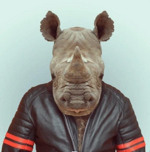 Animaux de Yago Portal