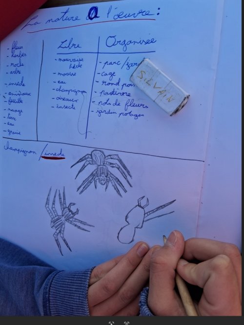 eleves_rues_dessin_insectes