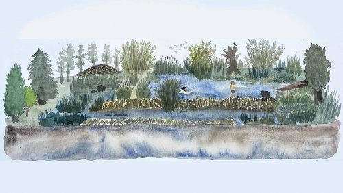 Suzanne Husky "Amplifier-la-vie-avec-le-castor" - detail, aquarelle sur papier, 2022