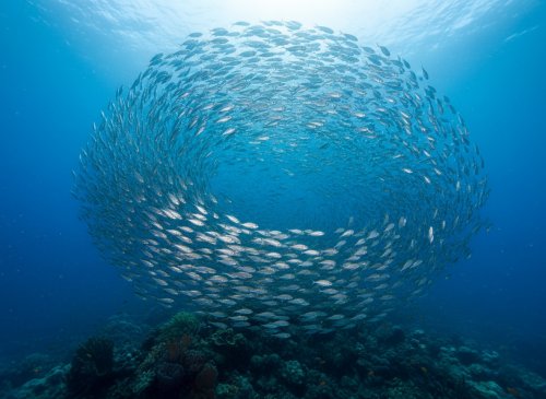 banc_elliptique_mailys_quilichini