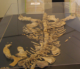 Pliosaure (Jurassique) - Service Conservation du Patrimoine et de la Biodiversité