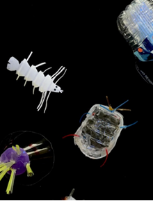 ocean_plastique ocean_plastique