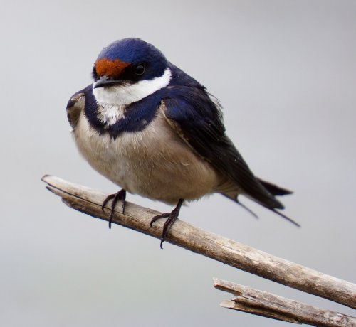 white-throated-swallow-1221890_1920