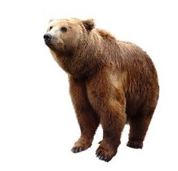 Image d'ours pour une activité sur les fractions