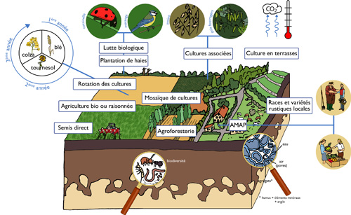 Schéma de synthèse sur l'agro-écologie