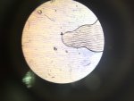 photogrpahie d'épiderme d'oignon observé au microscope
