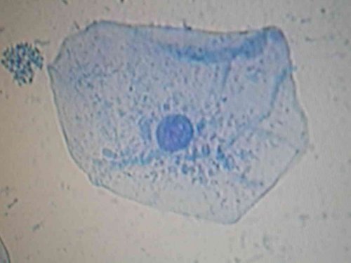 cellule buccale clorée