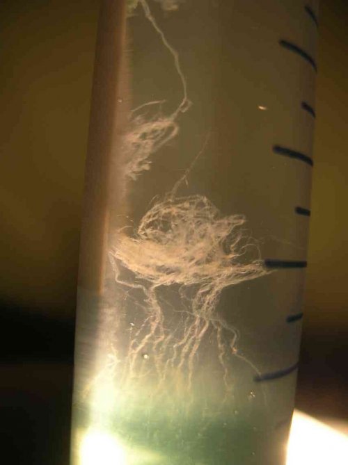 précipitation de la méduse d'ADN dans l'éthanol