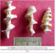 Turitelles1: fossiles faluns d'Amberre